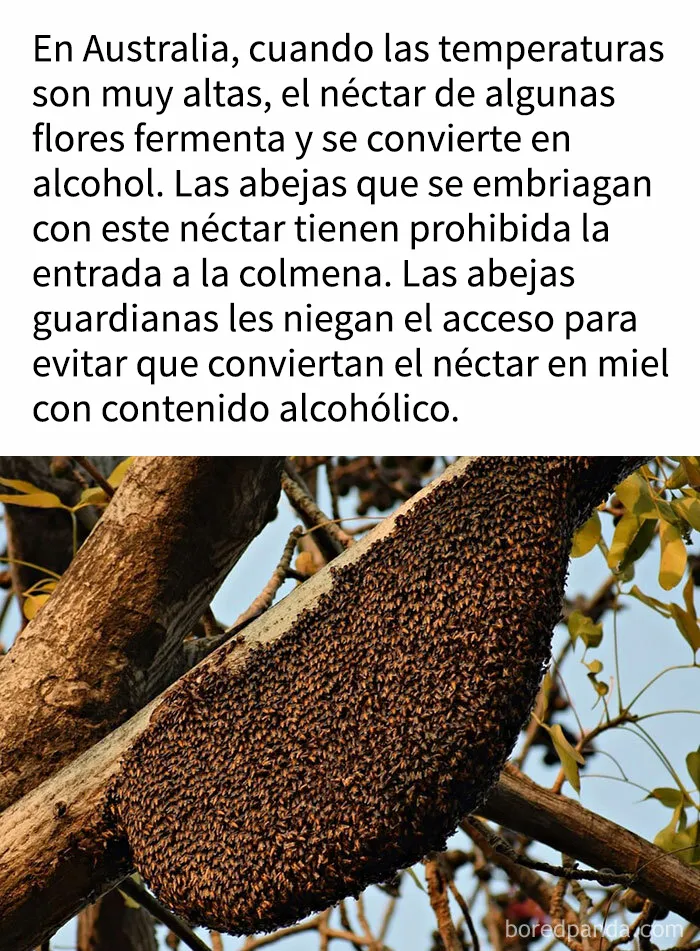 "Cómo funciona todo": 20 imágenes que probablemente te enseñarán algo nuevo