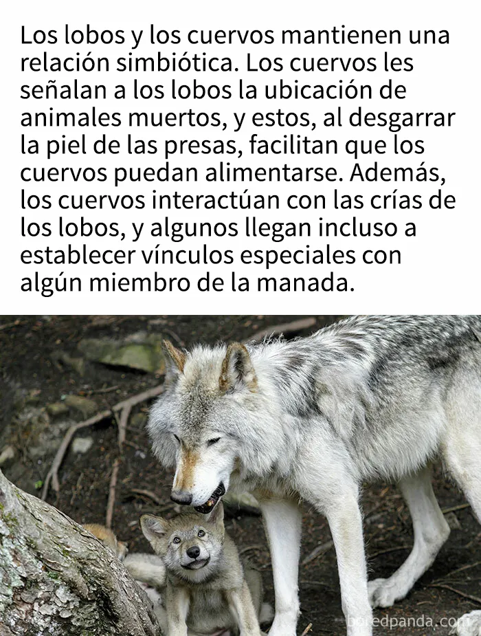"Cómo funciona todo": 20 imágenes que probablemente te enseñarán algo nuevo
