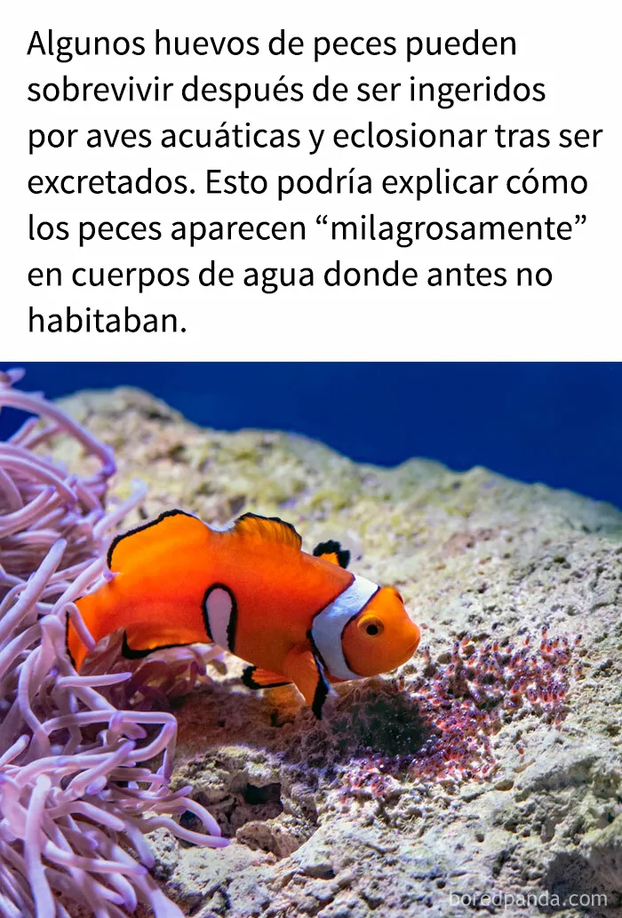 "Cómo funciona todo": 20 imágenes que probablemente te enseñarán algo nuevo