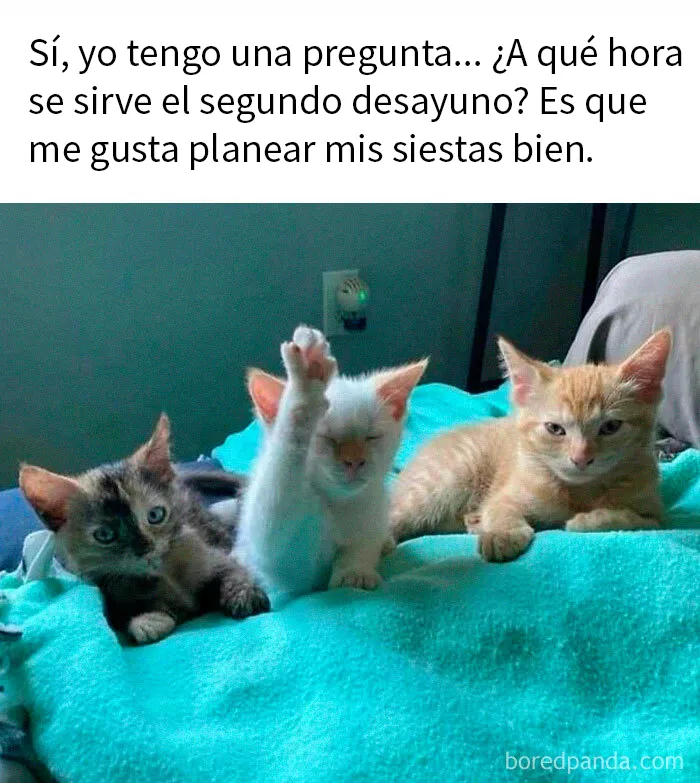 20 Reconfortantes memes de animales para alegrarte el día