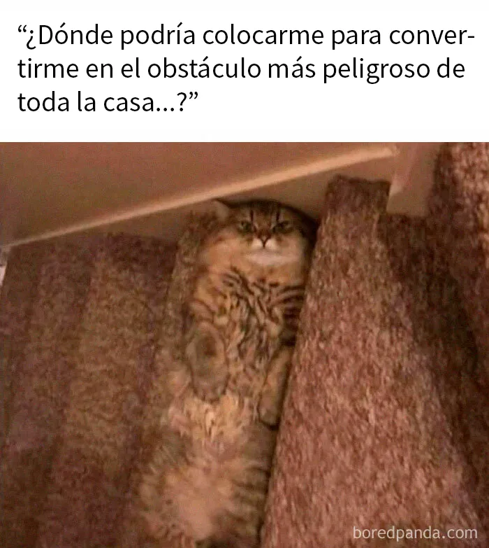 20 Reconfortantes memes de animales para alegrarte el día