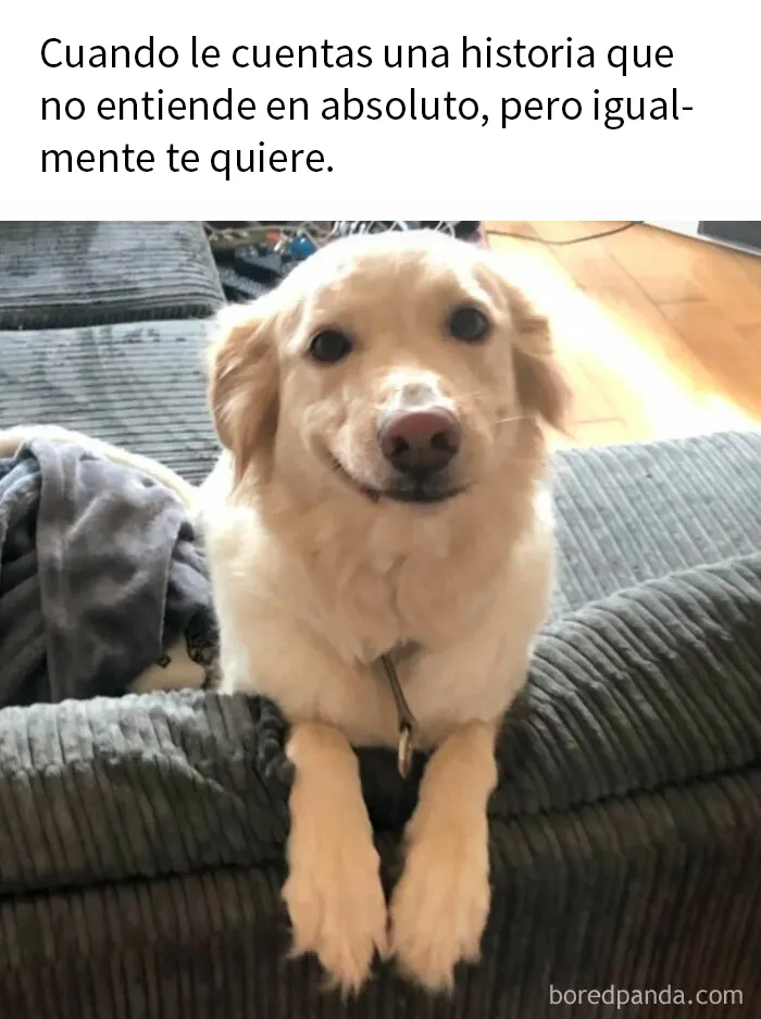 20 Reconfortantes memes de animales para alegrarte el día