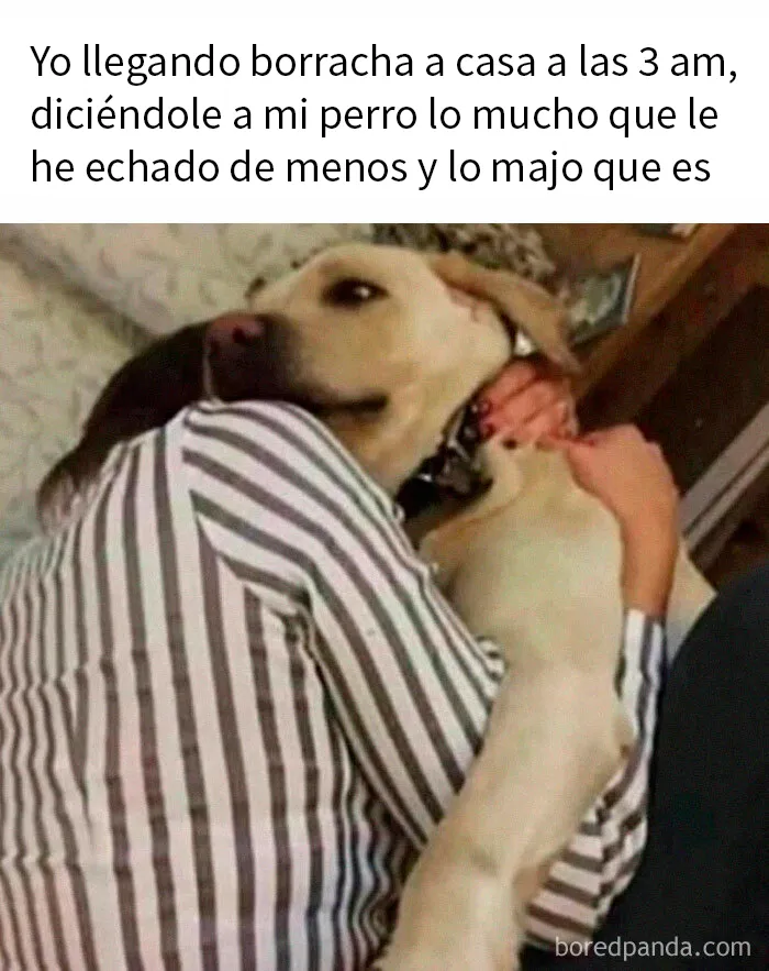 20 Reconfortantes memes de animales para alegrarte el día