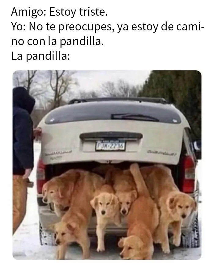 20 Reconfortantes memes de animales para alegrarte el día