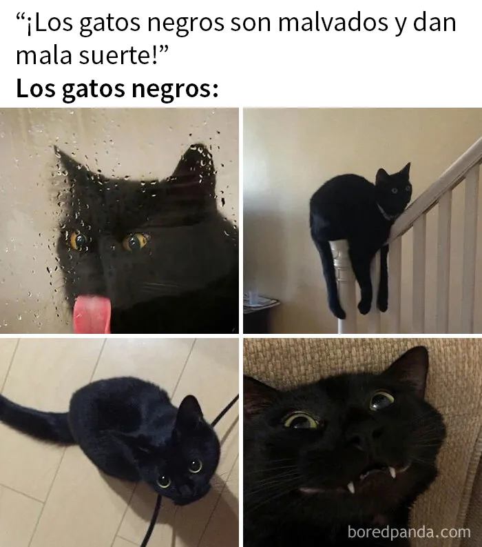 20 Reconfortantes memes de animales para alegrarte el día