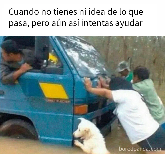 20 Reconfortantes memes de animales para alegrarte el día