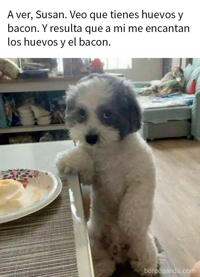 20 Reconfortantes memes de animales para alegrarte el día