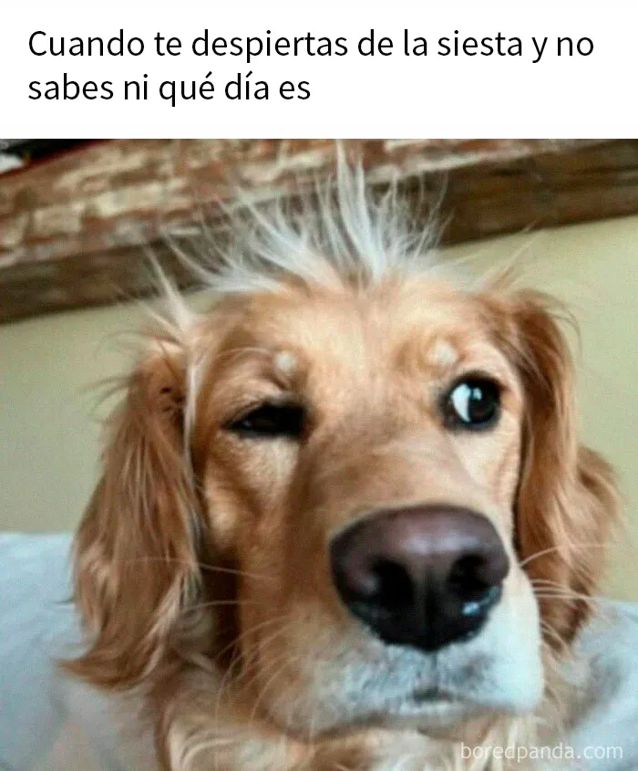 20 Reconfortantes memes de animales para alegrarte el día