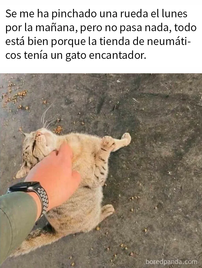 20 Reconfortantes memes de animales para alegrarte el día