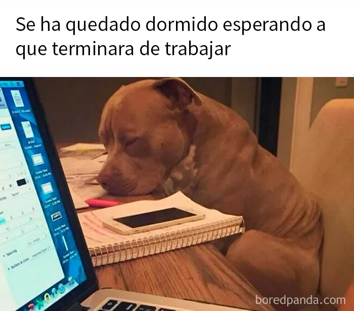 20 Reconfortantes memes de animales para alegrarte el día