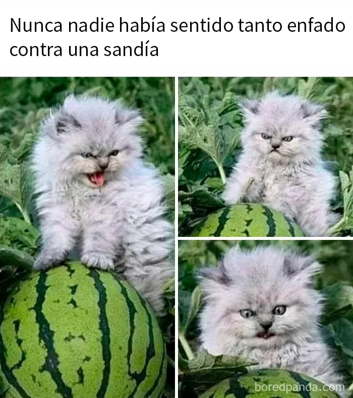20 Reconfortantes memes de animales para alegrarte el día