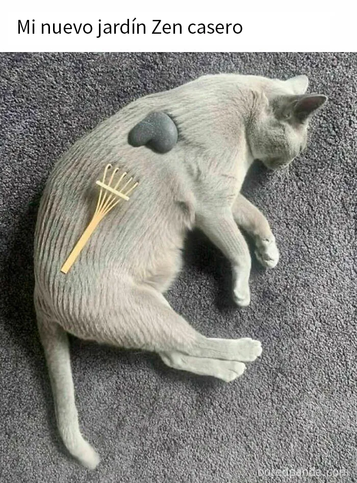 20 Reconfortantes memes de animales para alegrarte el día