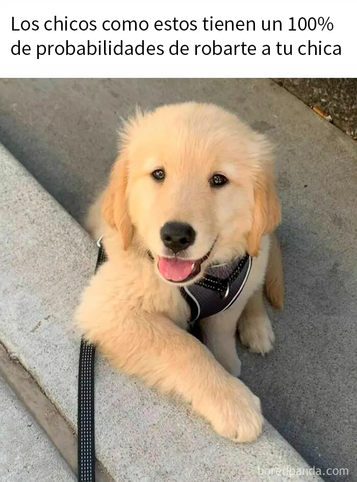 20 Reconfortantes memes de animales para alegrarte el día