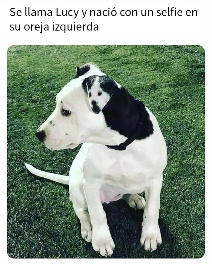 20 Reconfortantes memes de animales para alegrarte el día