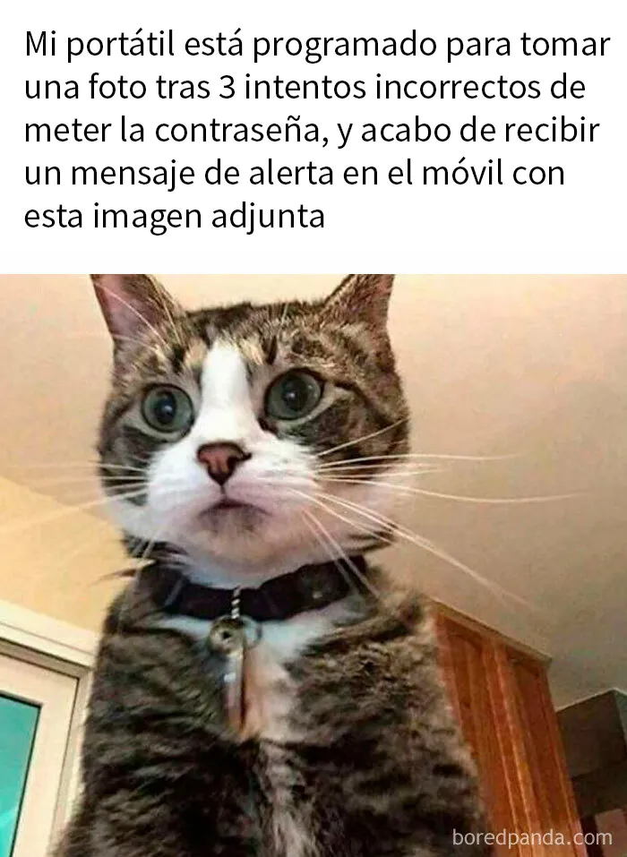 20 Reconfortantes memes de animales para alegrarte el día