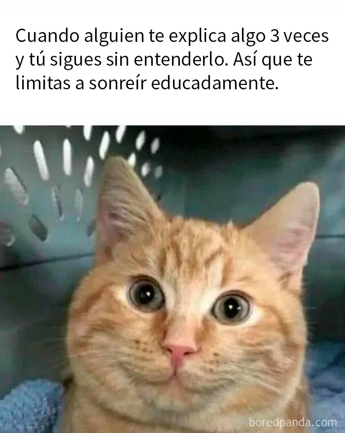 20 Reconfortantes memes de animales para alegrarte el día