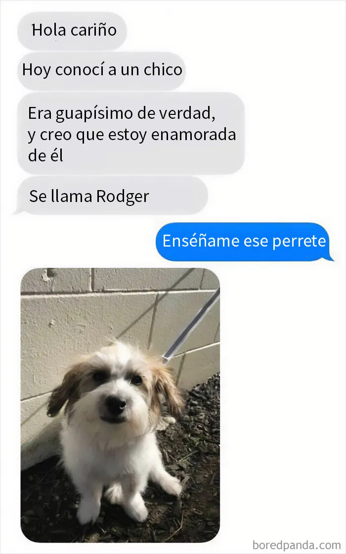 20 Reconfortantes memes de animales para alegrarte el día