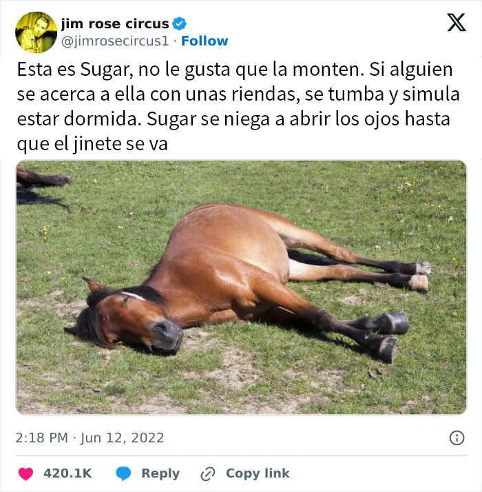 20 Tuits tan divertidos como acertados para aguantar el resto del día
