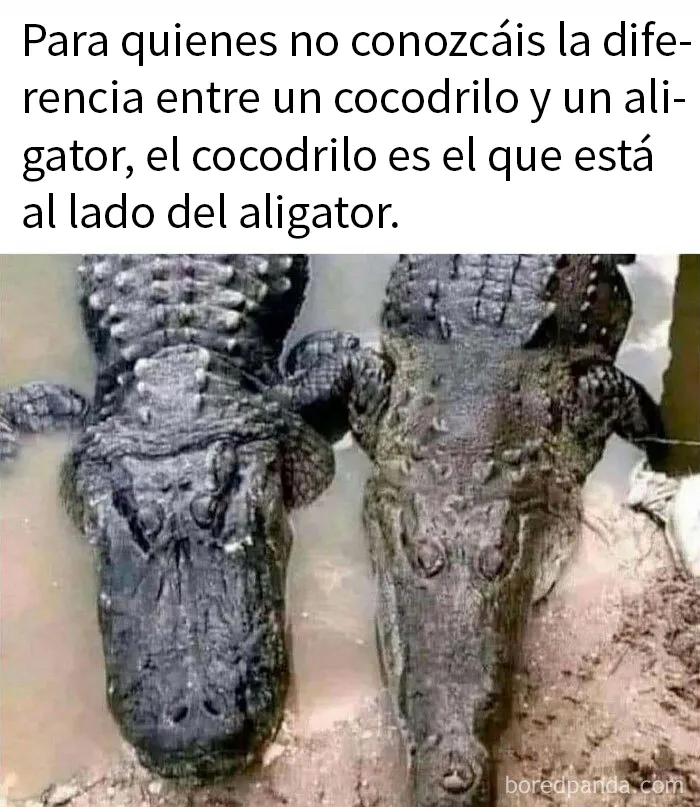 20 Memes demostrando que el humor nos conecta en tiempos difíciles