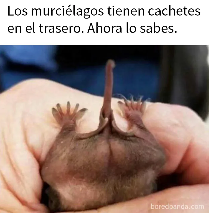 20 Memes demostrando que el humor nos conecta en tiempos difíciles