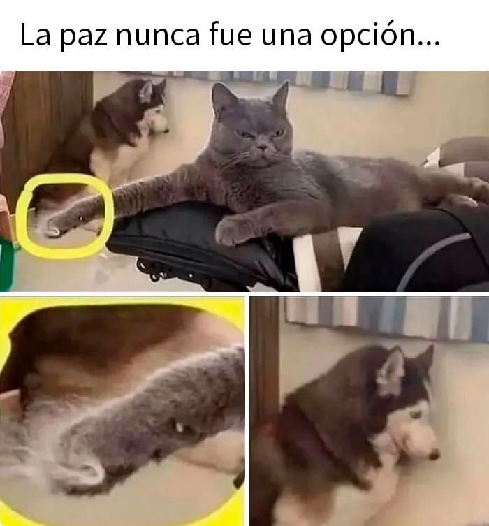20 Memes divertidísimos para los que disfrutan de un humor diferente
