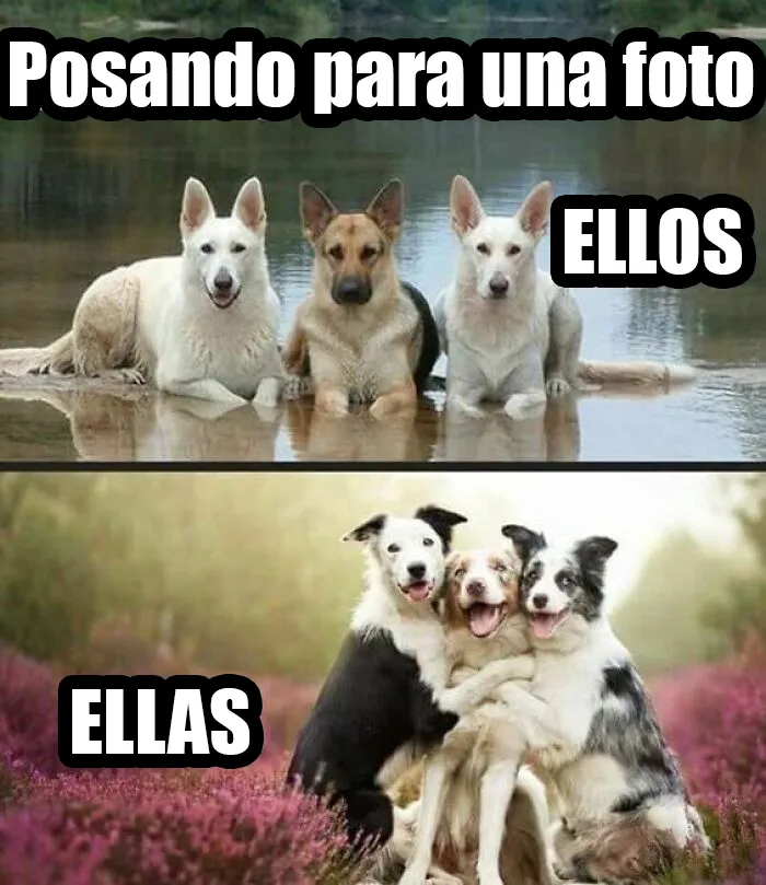 20 Encantadores memes de animales para no pensar en el estado actual del mundo