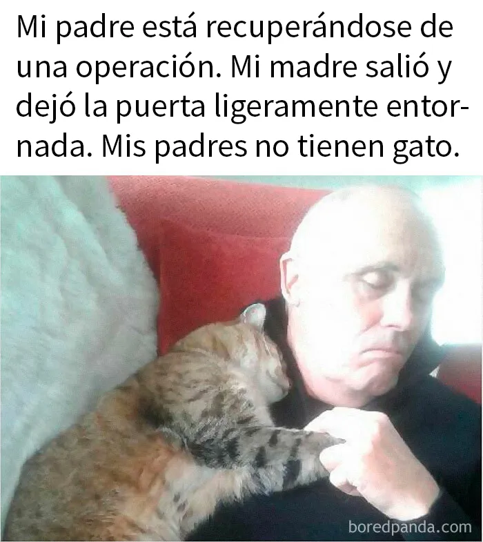 20 Encantadores memes de animales para no pensar en el estado actual del mundo