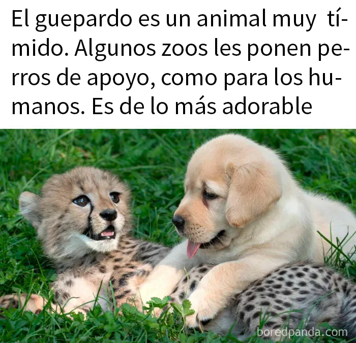 20 Encantadores memes de animales para no pensar en el estado actual del mundo