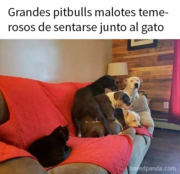 20 Encantadores memes de animales para no pensar en el estado actual del mundo