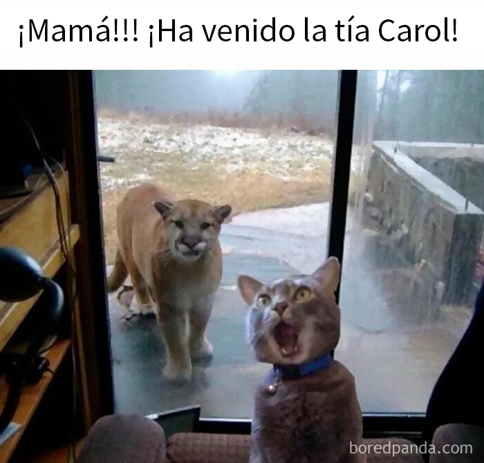 20 Encantadores memes de animales para no pensar en el estado actual del mundo