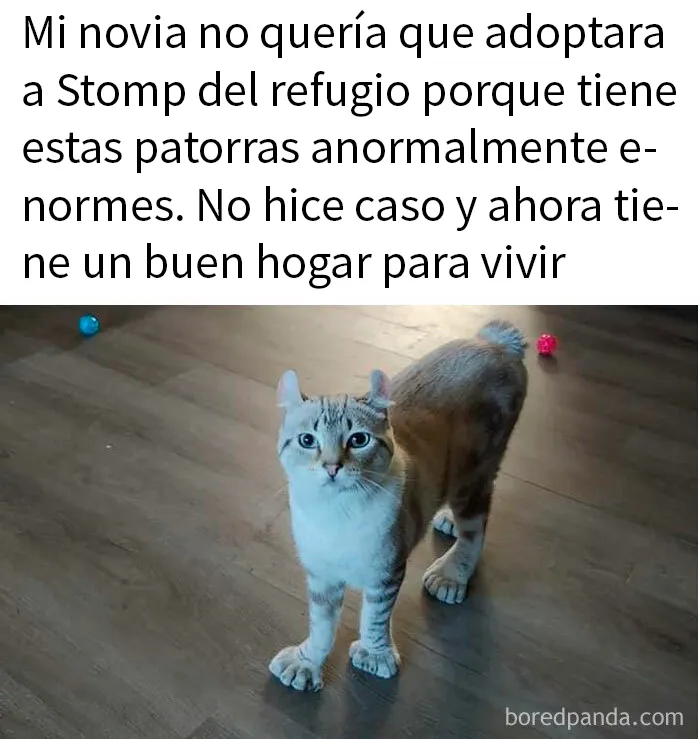 20 Encantadores memes de animales para no pensar en el estado actual del mundo