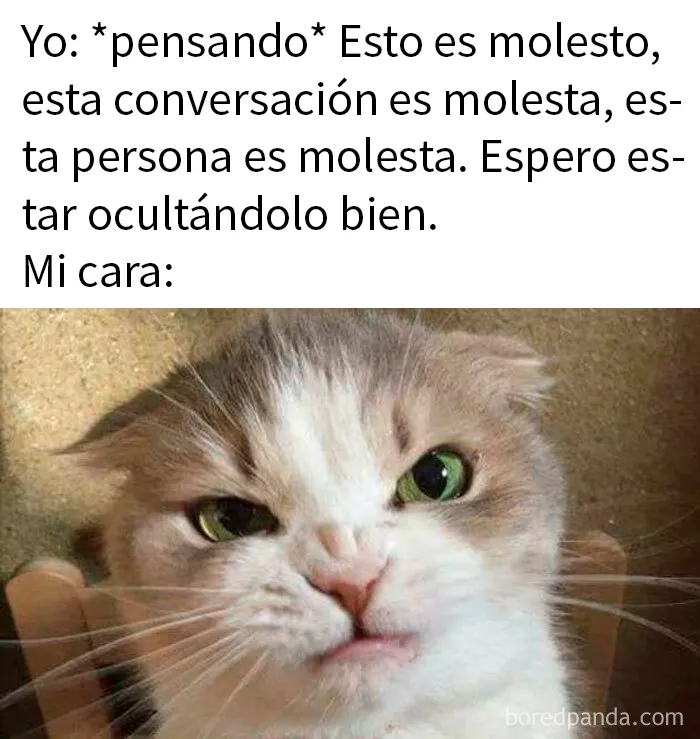 20 Encantadores memes de animales para no pensar en el estado actual del mundo