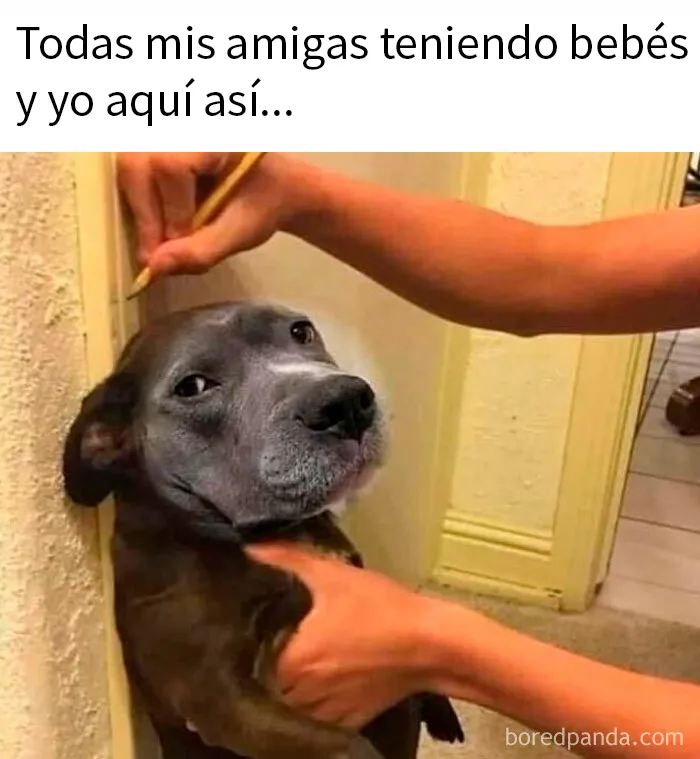 20 Encantadores memes de animales para no pensar en el estado actual del mundo