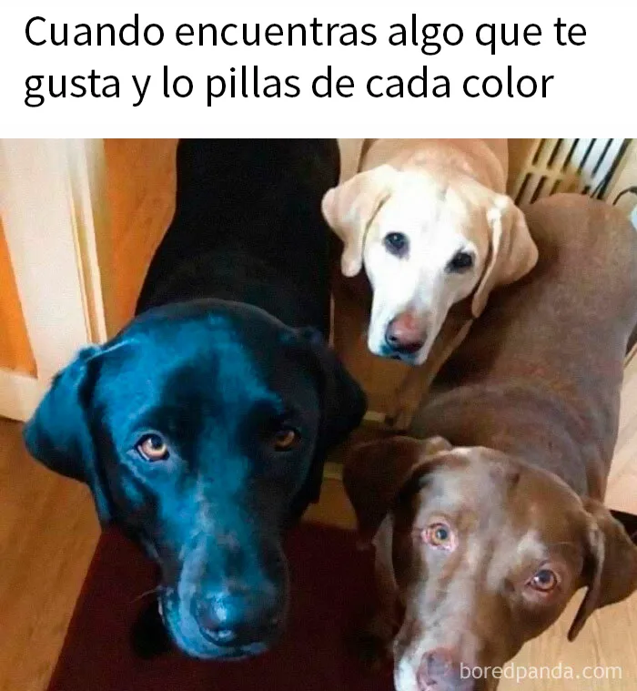 20 Encantadores memes de animales para no pensar en el estado actual del mundo