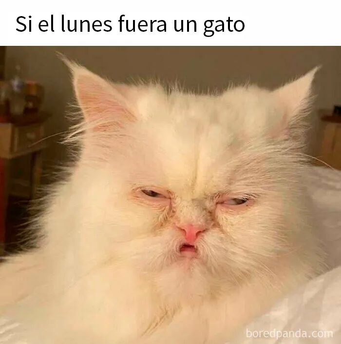 20 Encantadores memes de animales para no pensar en el estado actual del mundo