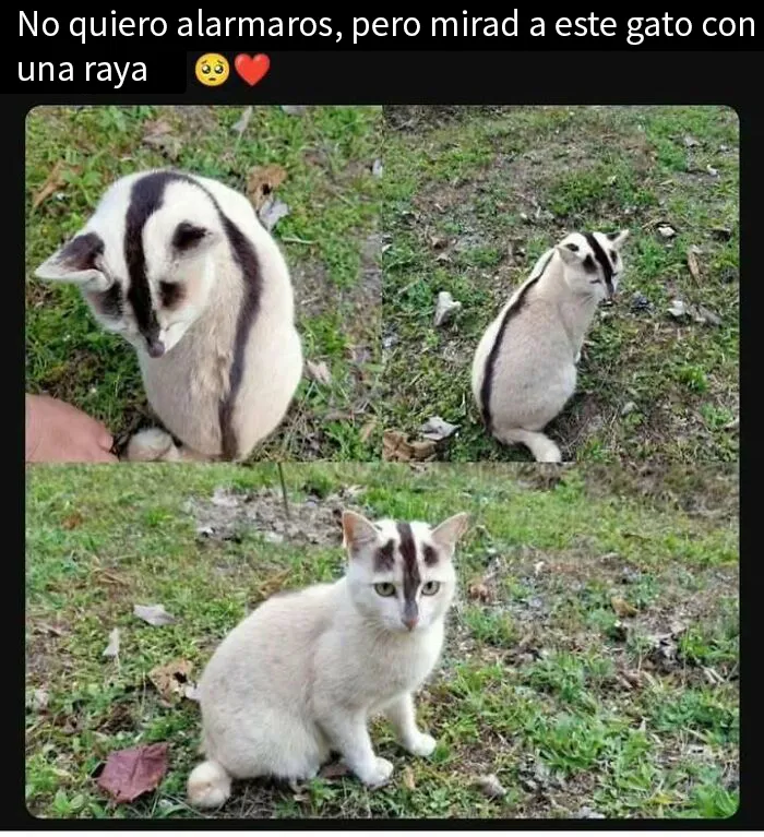 20 Encantadores memes de animales para no pensar en el estado actual del mundo