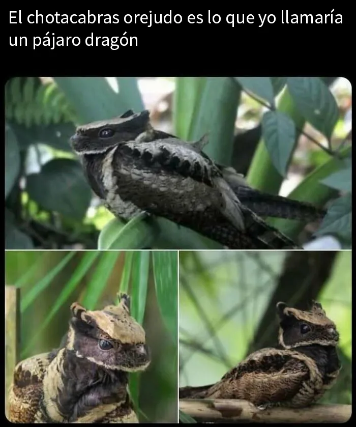 20 Encantadores memes de animales para no pensar en el estado actual del mundo
