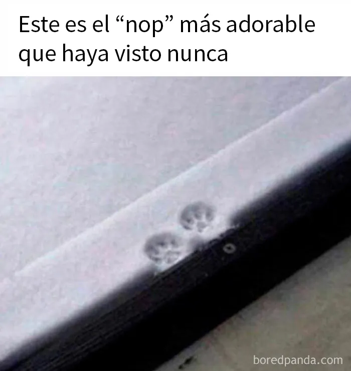 20 Encantadores memes de animales para no pensar en el estado actual del mundo