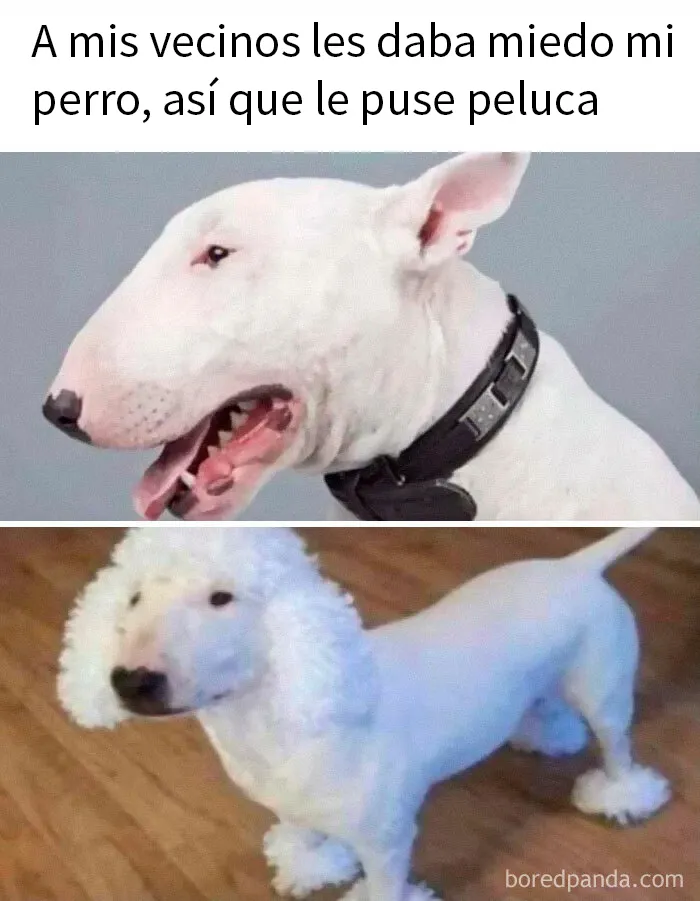 20 Encantadores memes de animales para no pensar en el estado actual del mundo