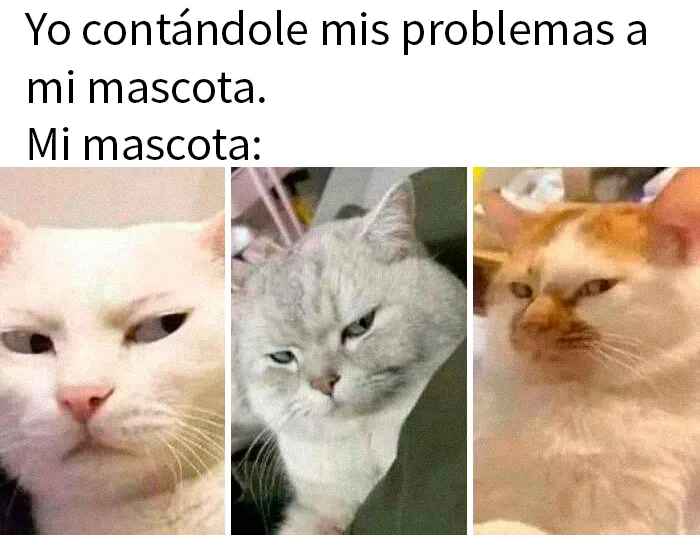 20 Encantadores memes de animales para no pensar en el estado actual del mundo