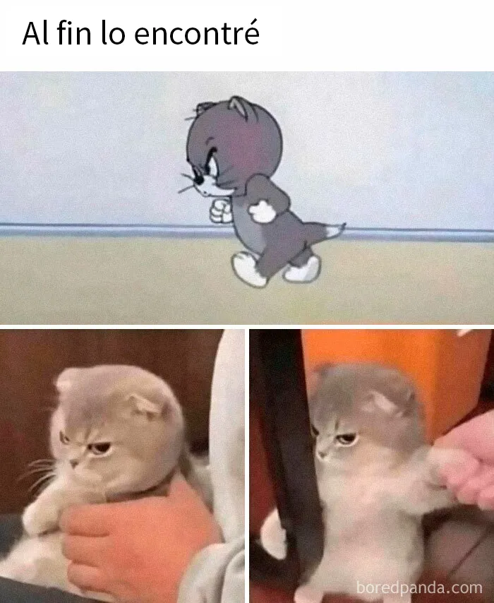 20 Encantadores memes de animales para no pensar en el estado actual del mundo