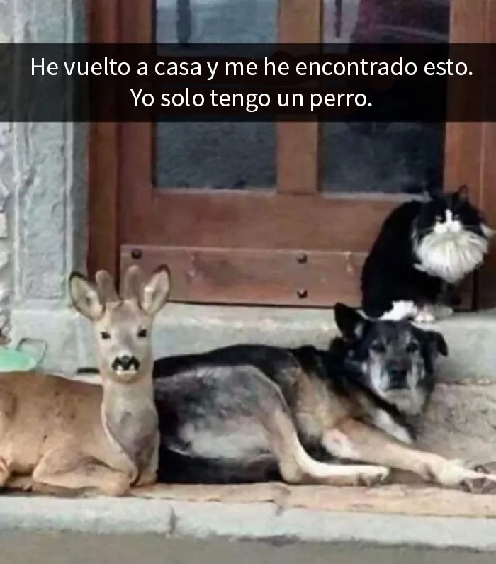 20 Publicaciones tan divertidas que querrás compartirlas con tus amigos