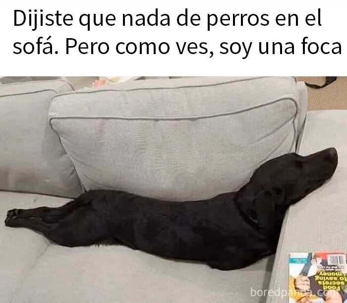 20 Divertidos memes sobre perros que encantarán a todos los dueños