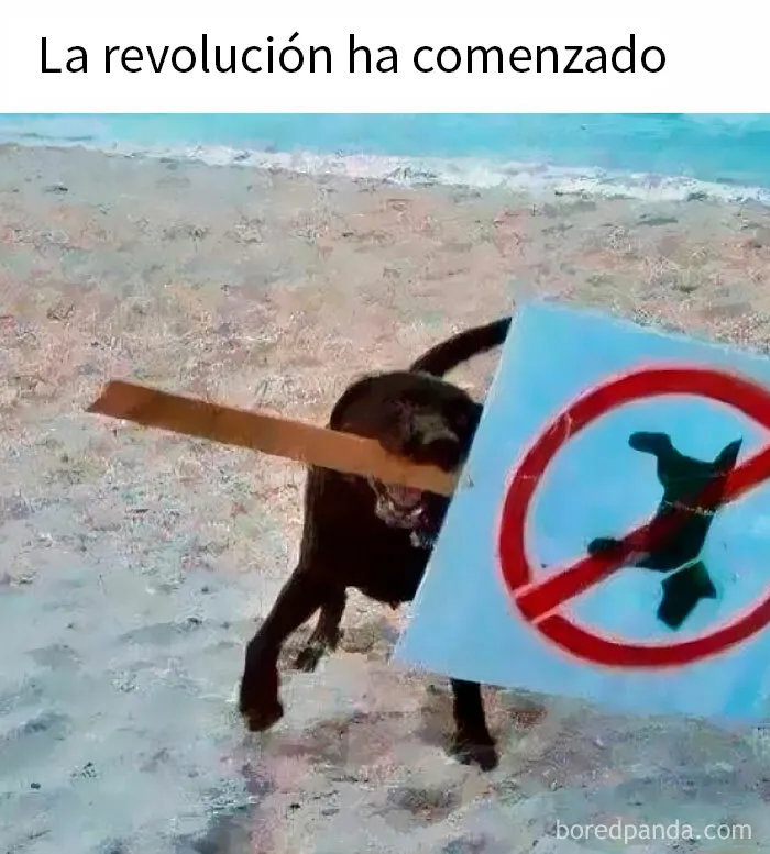 20 Divertidos memes sobre perros que encantarán a todos los dueños