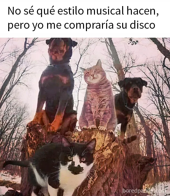 20 Divertidos memes sobre perros que encantarán a todos los dueños