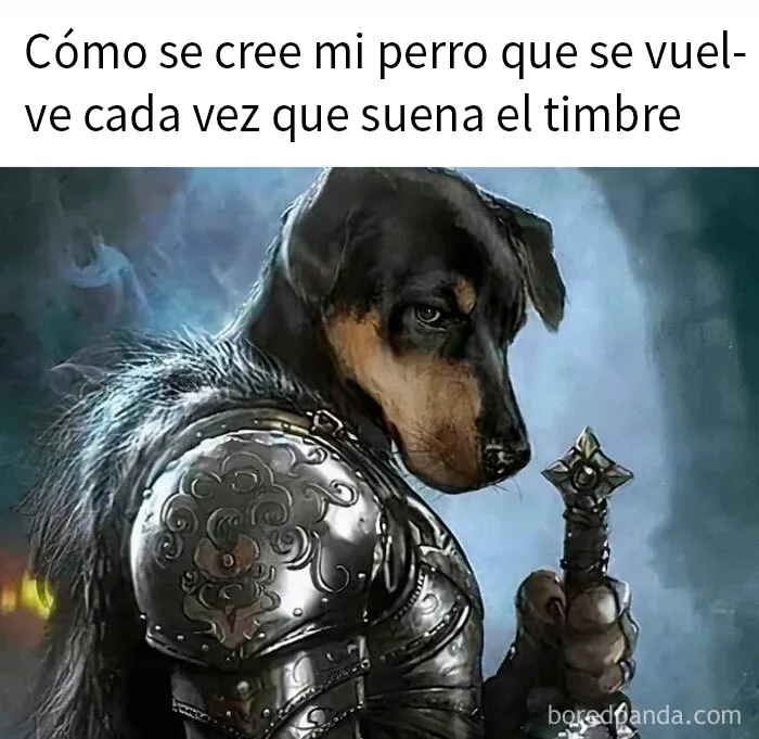 20 Divertidos memes sobre perros que encantarán a todos los dueños