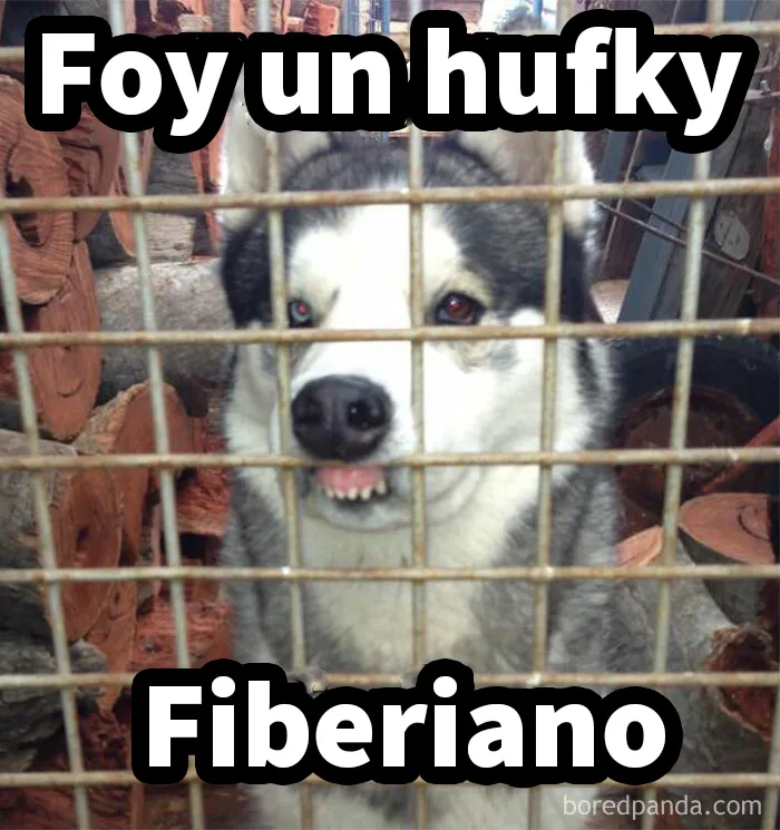 20 Divertidos memes sobre perros que encantarán a todos los dueños