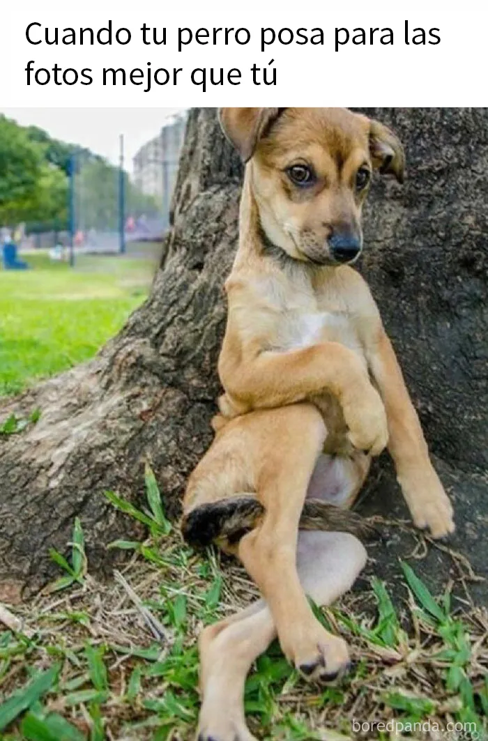 20 Divertidos memes sobre perros que encantarán a todos los dueños