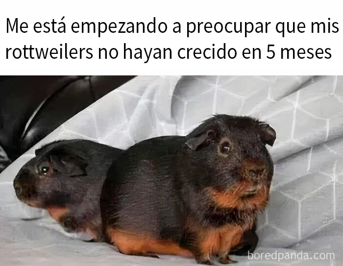 20 Divertidos memes sobre perros que encantarán a todos los dueños