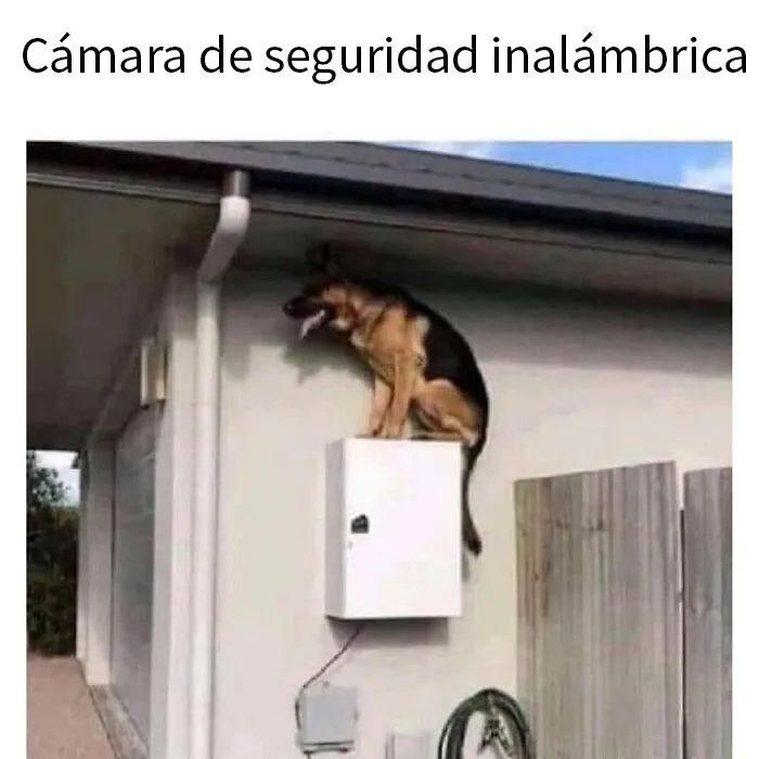 20 Divertidos memes sobre perros que encantarán a todos los dueños